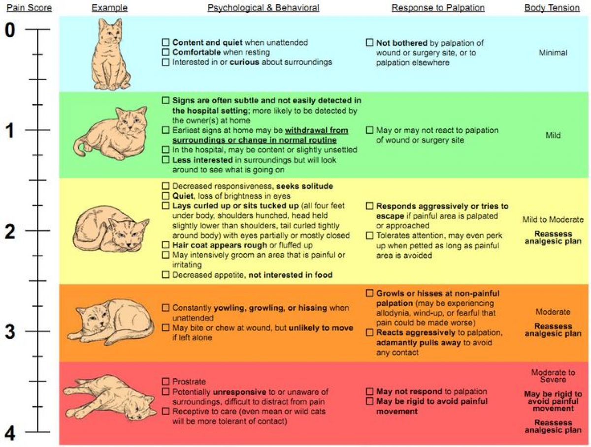 BEAP Pain Scale for Dogs
