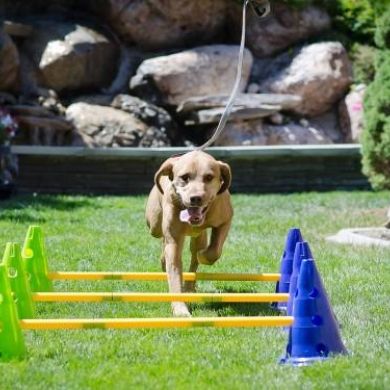 BUSTER Activity Mat - Keep Dogs Entertained and Challenged! - Eighty MPH  Mom