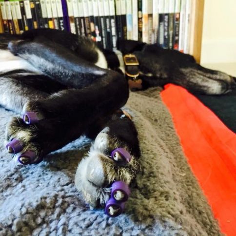 Dog Toenail Grips  Dr. Buzby's Toegrips® for Dogs